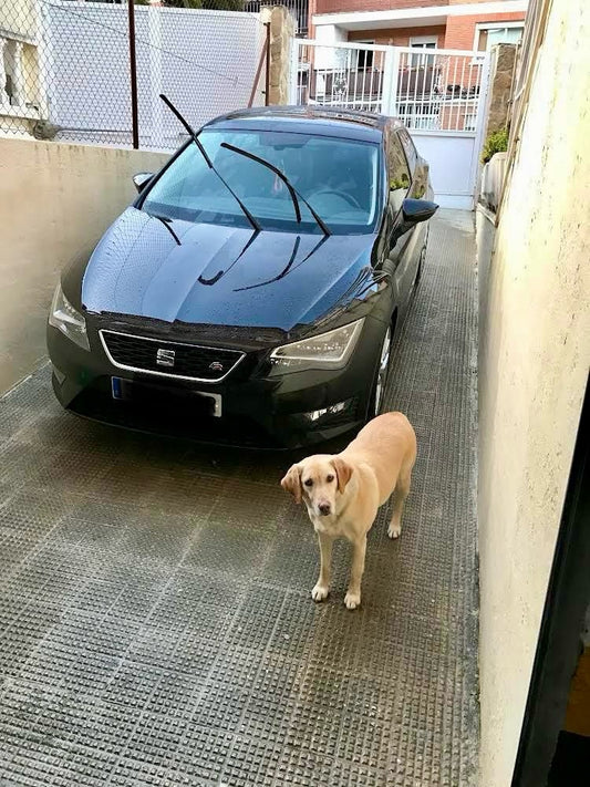 FUNXO TEMATIZADO MONTY